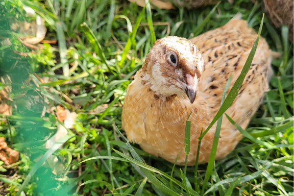 Érdekes tények a fürjről