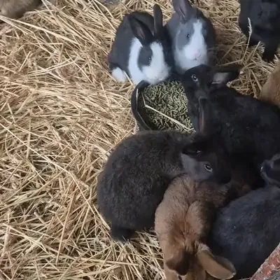 🐣 Gyertek el hozzánk farmlátogatásra nyuszit simogatni az őszi szünetben!